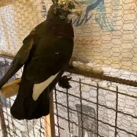کفتر گرفتنی زرنگ|پرنده|شیراز, گلشن|دیوار