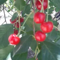 فروش کارخانه ترشک ولواشک وباغ|فروش دفتر صنعتی، کشاورزی، تجاری|بروجرد, |دیوار