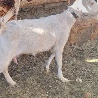 بزسانن 1عدد|حیوانات مزرعه|باغ بهادران, |دیوار