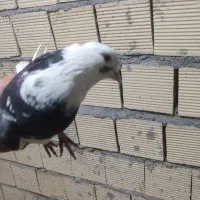 کبوتر گوره مهر|پرنده|کوهدشت, |دیوار