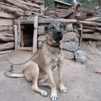 واگذاری|سگ|سراب, |دیوار