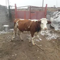 گاو‌سیمیتال‌