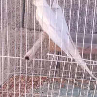 جفت البینو معاوضه یا فروش