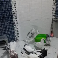 کبوتر|پرنده|سرپل ذهاب, |دیوار