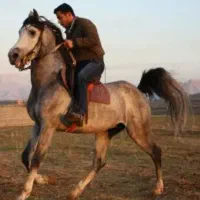 اسب کرد خالص