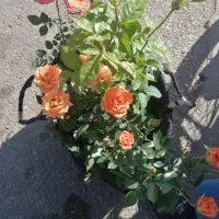 باغبان علی|خدمات باغبانی و درختکاری|شیراز, پودنک|دیوار