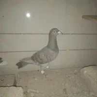 سرکه ای ماده .