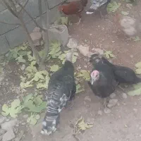 بوقلمون