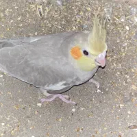 فروش جوجه عروس