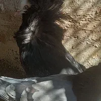 کفتر شامپیون کاشونی|پرنده|شهرضا, |دیوار