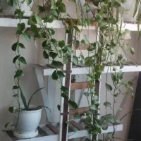 جا گلدانی چوبی