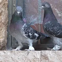 کفتر ترکیه ای  زیره ای جفتی  و سوسنی ترنج ماده|پرنده|شیراز, رکن‌آباد|دیوار