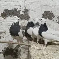 طوقی الماسی|پرنده|پیر سلیمان, |دیوار