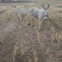 الاغ|حیوانات مزرعه|تهران, سلیمانی|دیوار