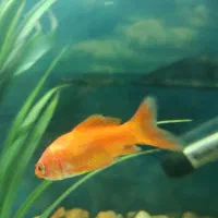 سه عدد ماهی کوی (گلی)|ماهی|مرودشت, فرهنگ|دیوار