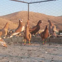 کفتر ابلغ پلاکی میلیمنز زرد سرخ