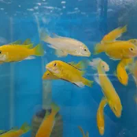 فروش انواع ماهیان اکواریومی|ماهی|کرج, فاز ۳ گوهردشت|دیوار
