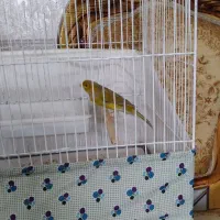 یک عددقناری نر بخون دارچینی رنگ|پرنده|کاشان, لتحر|دیوار