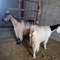 بز ترکی|حیوانات مزرعه|یزد, |دیوار