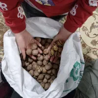 گردو ومغزگردو بشرط...