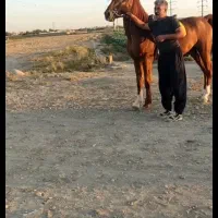 اسب