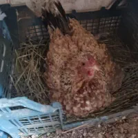 مرغ کرچ گلین