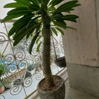 گل آپارتمانی نخل ماداگاسکار|گل و گیاه طبیعی|تهران, مرزداران|دیوار