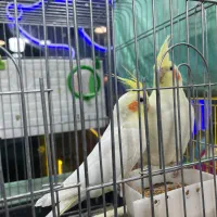 پرنده عروس هلندی مرغ عشق طوطی برزیلی