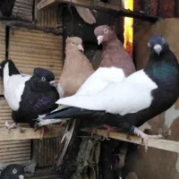 کبوتر رنگی|پرنده|بیستون, |دیوار