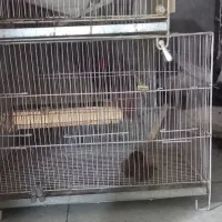 قفس وجای دونه پرنده وجای آب خوری