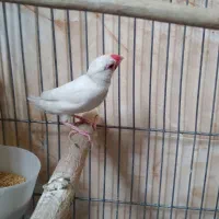 پرنده فنج