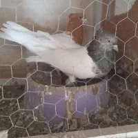 یجفت باش سپه