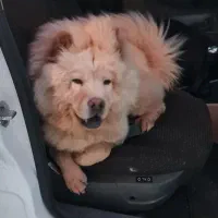 سگ چاوچاو|سگ|محلات, |دیوار