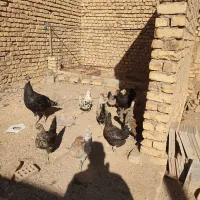 تعدادی مرغ تخم گذار|حیوانات مزرعه|شهرضا, |دیوار