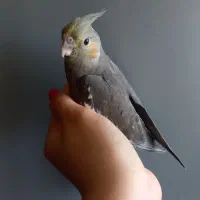 پرنده