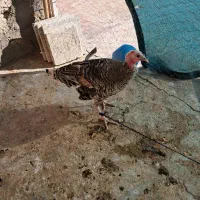 فروش مرغ و بوقلمون|حیوانات مزرعه|اندیمشک, |دیوار