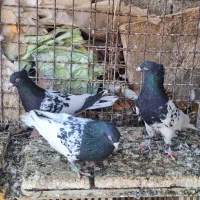 کله سیاه جفتکا