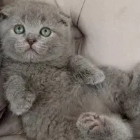 اصیل ترین گربه های بلو|گربه|جم, |دیوار