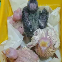 معاوضه عروس هلندی|پرنده|تهران, مسعودیه|دیوار