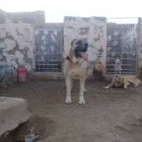 سگ ماده خراسانی