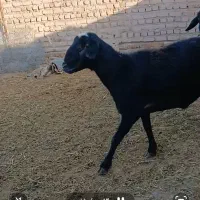 قوچ قره غزل