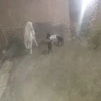 یک راس بز با سه بزغاله|حیوانات مزرعه|گناباد, |دیوار