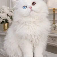 پرشین چشم تا ب تا.کمیاب.(چشم رنگی)