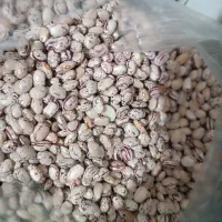 لوبیا چیتی 350 هزار تومان