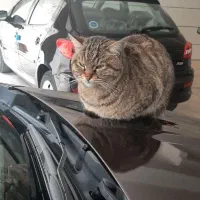 چانگانcs35 مونتاژ  مدل ۱۳۹۷|خودرو سواری و وانت|اندیشه, شهرک صدف|دیوار