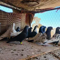 ۲۶ تا هستن بیشترشون نر رفسنجان