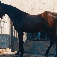 اسب زاده عقاب حق شناس