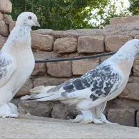 کبوتر ترکیه ای - سوسنی - سبز عربی|پرنده|یزد, |دیوار