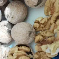 گردو پوست کاغذی