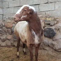 بره نر|حیوانات مزرعه|دینور, |دیوار